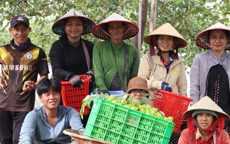 đội ngũ nông dân ngon farm thu hoạch táo tại vườn táo phủ lưới